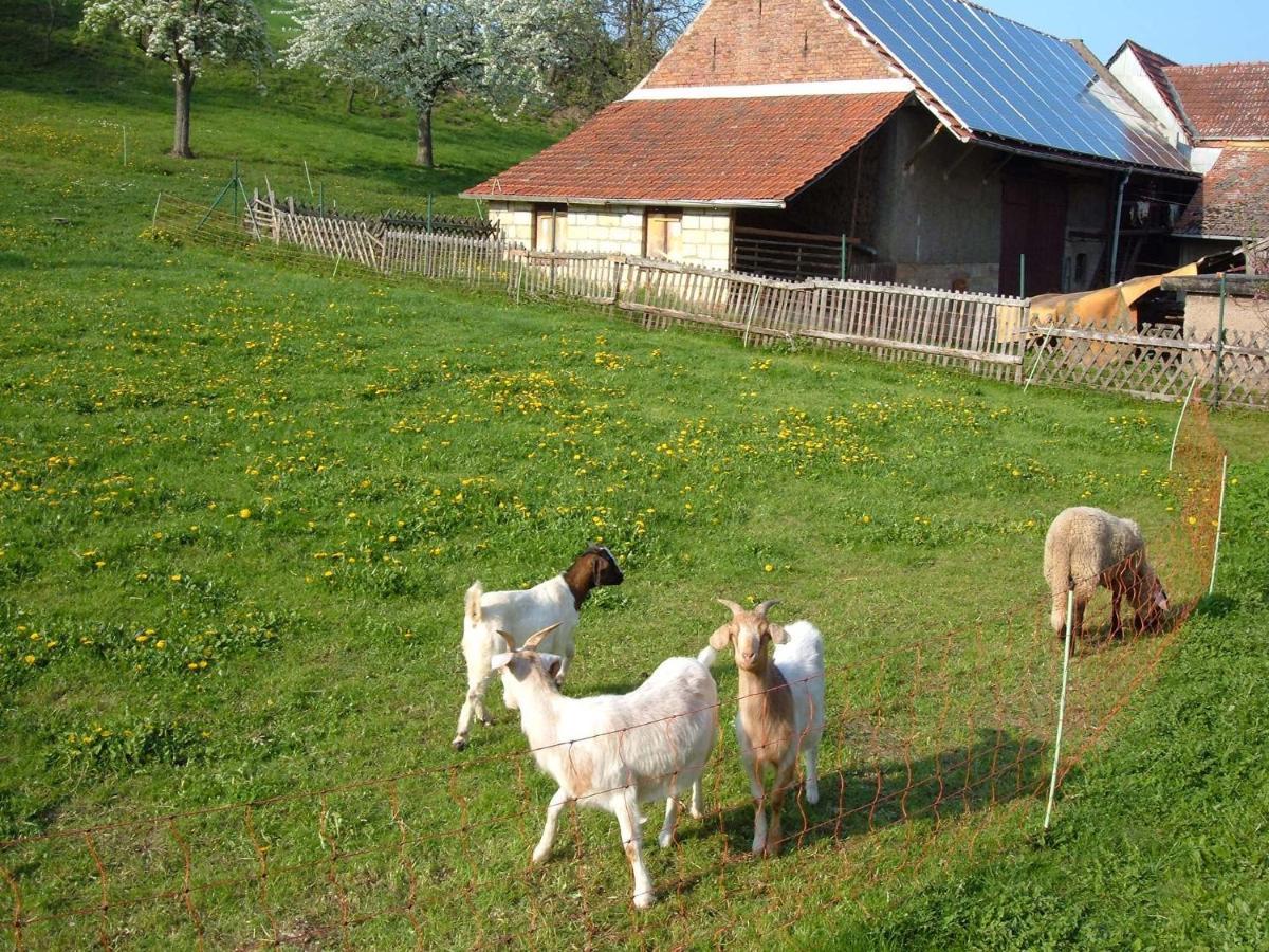 Ferienwohnungen "Allerleigruen" Langenroda ภายนอก รูปภาพ